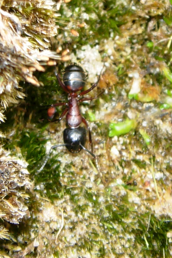 Camponotus cfr. ligniperda